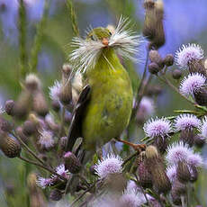 Chardonneret jaune