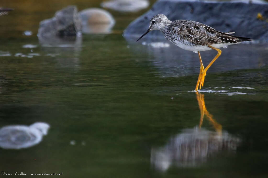 Lesser Yellowlegsadult breeding, identification