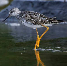 Lesser Yellowlegs