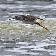 Lesser Yellowlegs