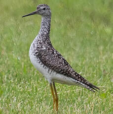 Lesser Yellowlegs