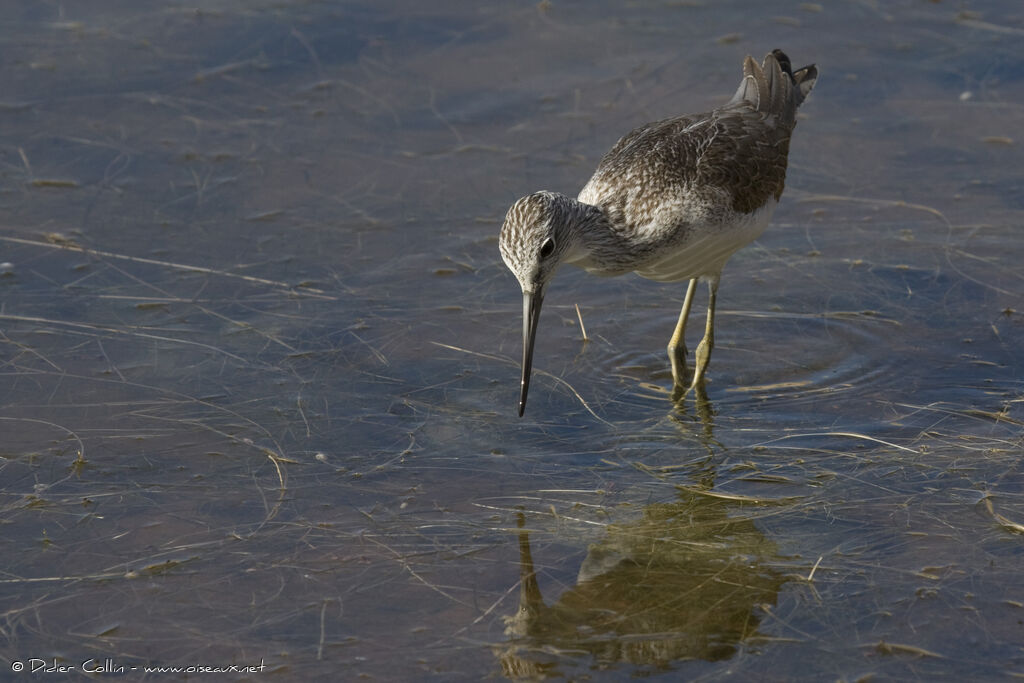 Common Greenshank, identification