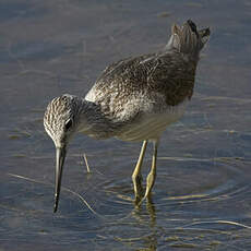 Common Greenshank