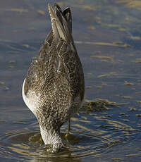 Common Greenshank