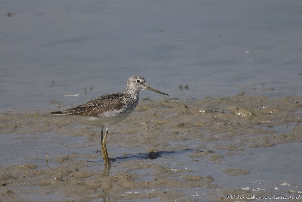 Chevalier aboyeuradulte, identification