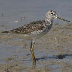 Common Greenshank