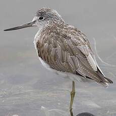 Common Greenshank