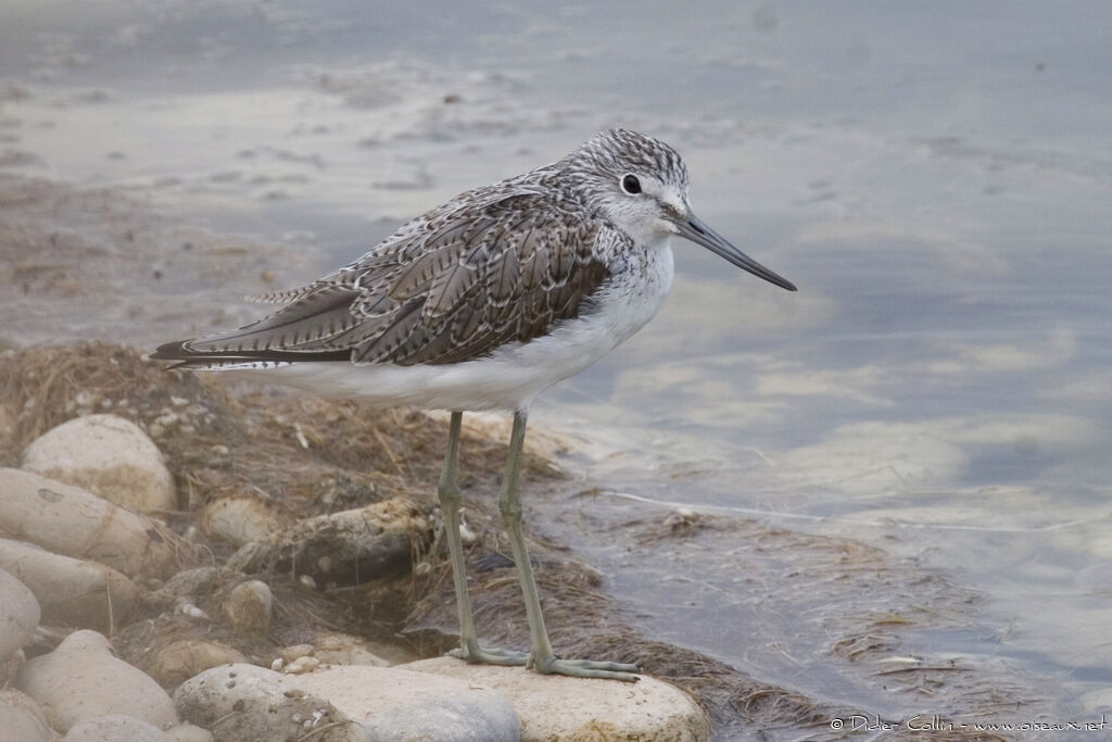 Common Greenshank