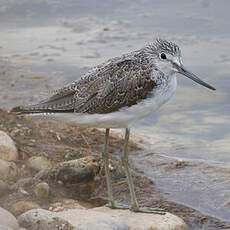 Common Greenshank