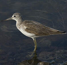 Common Greenshank