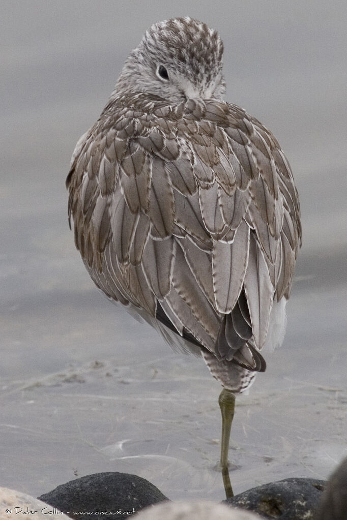 Common Greenshank