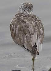 Common Greenshank