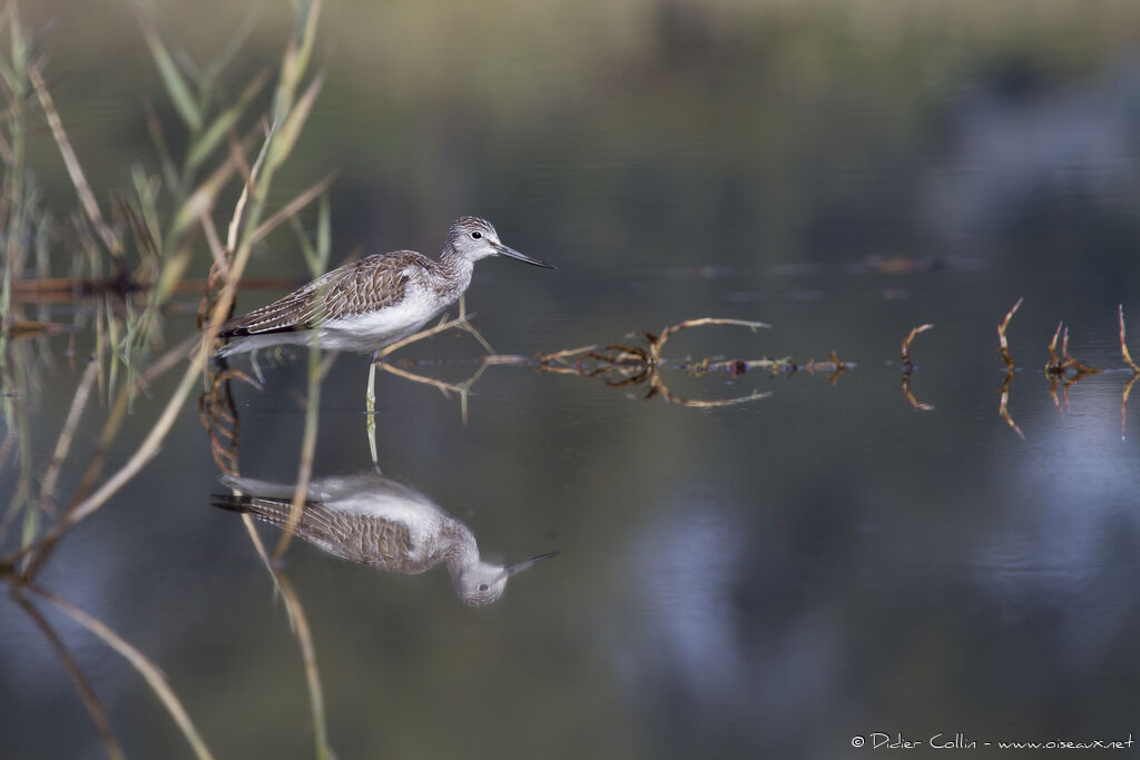 Common Greenshankadult, identification