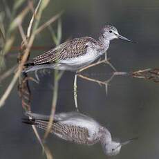 Common Greenshank