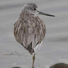 Common Greenshank