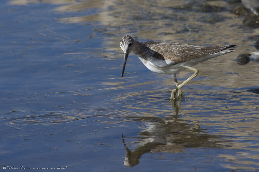 Common Greenshank, identification