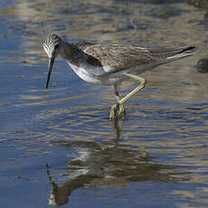 Common Greenshank