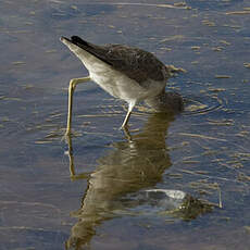 Common Greenshank