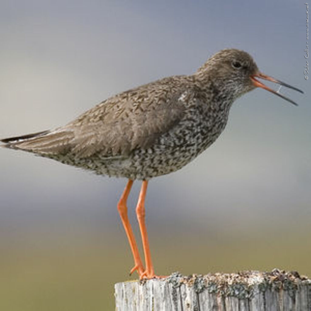 Common Redshank (robusta), identification