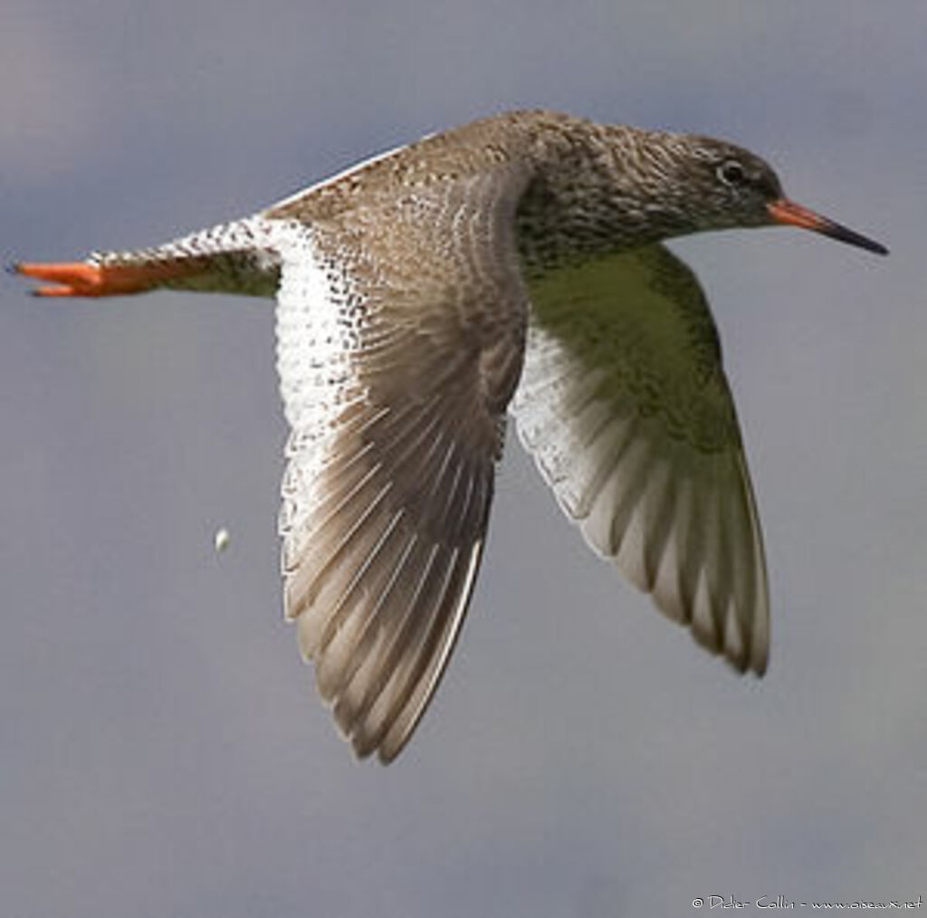 Common Redshank (robusta)