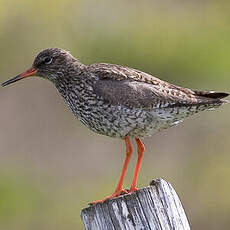 Common Redshank (robusta)