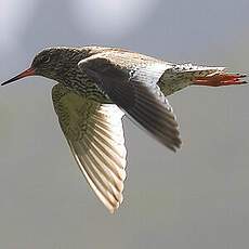 Common Redshank (robusta)