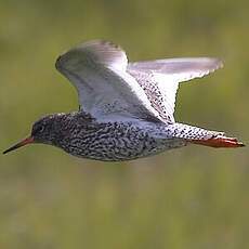 Common Redshank (robusta)