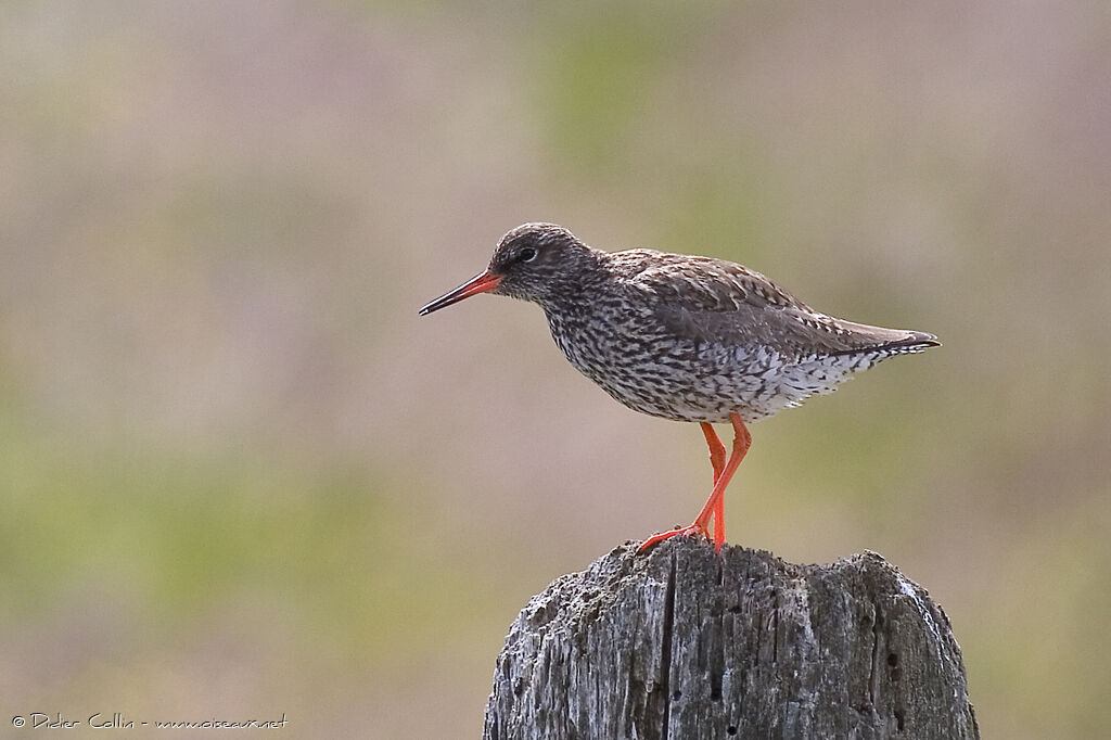 Common Redshank (robusta)