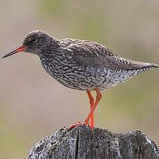 Common Redshank (robusta)