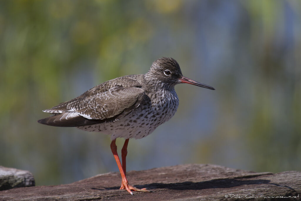 Common Redshankadult