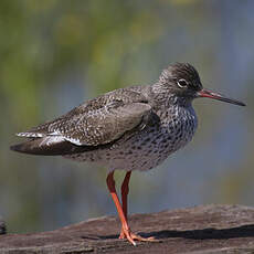 Common Redshank