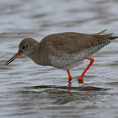 Common Redshank