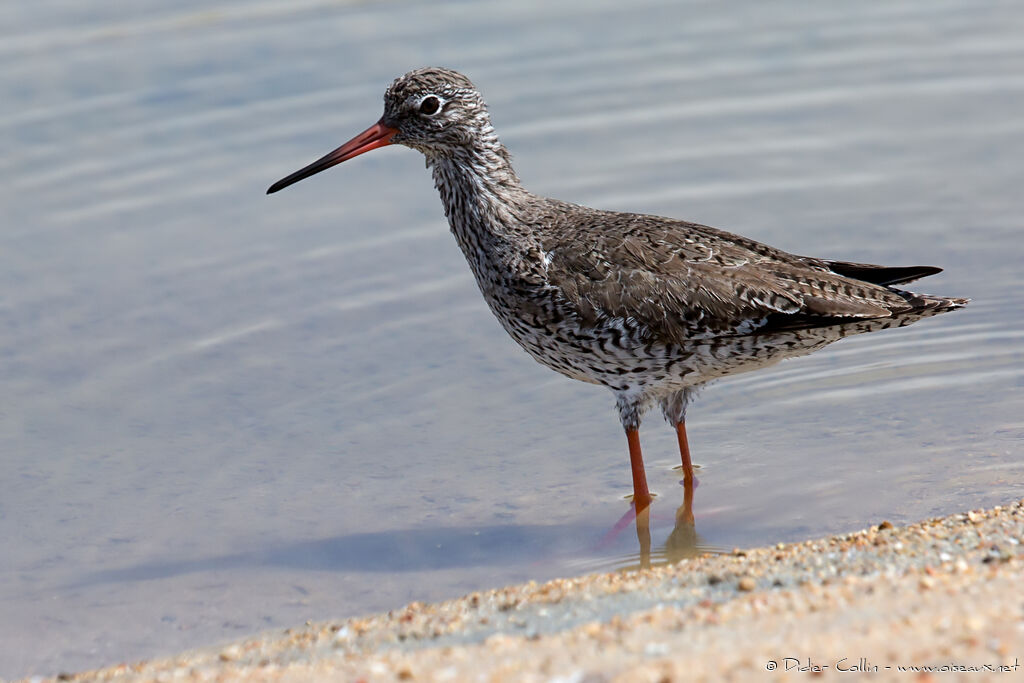 Common Redshankadult breeding, identification