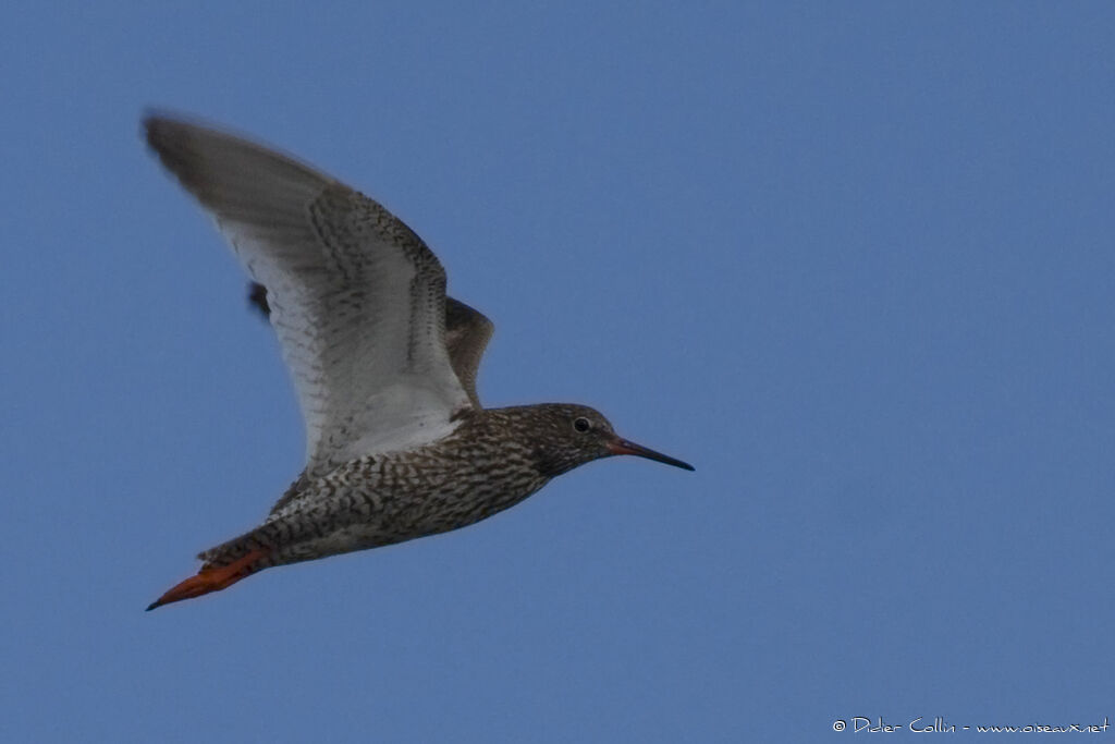 Common Redshank