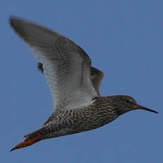 Common Redshank