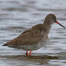 Common Redshank