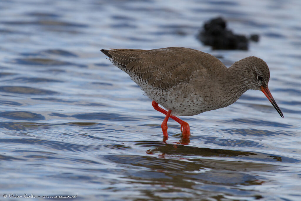 Common Redshankadult transition, identification, walking, eats