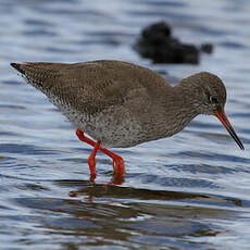 Common Redshank