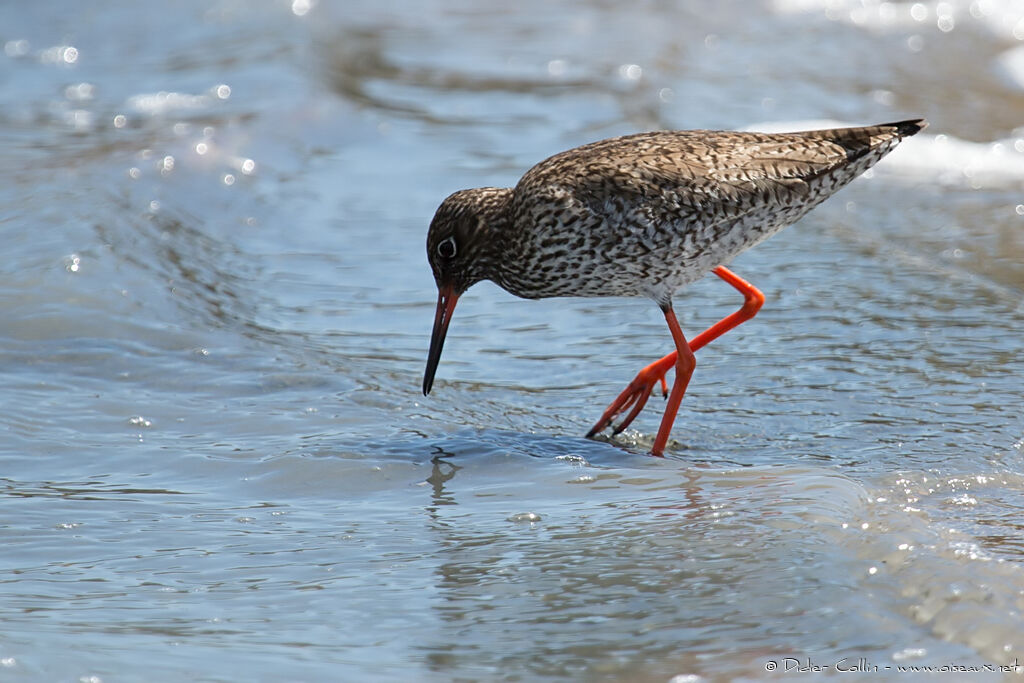 Common Redshankadult breeding, eats