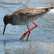 Common Redshank