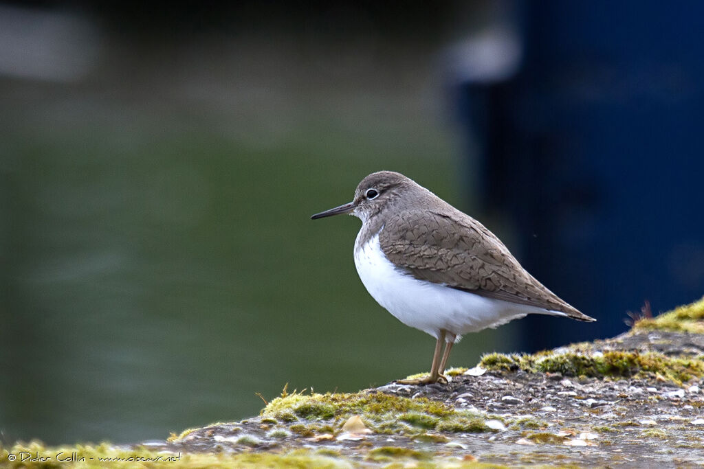 Chevalier guignetteadulte, identification