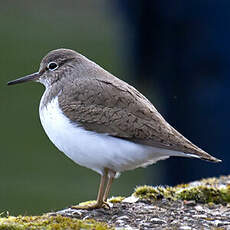 Common Sandpiper