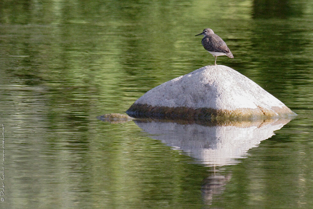 Common Sandpiper