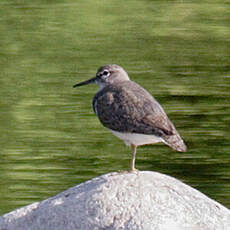 Common Sandpiper