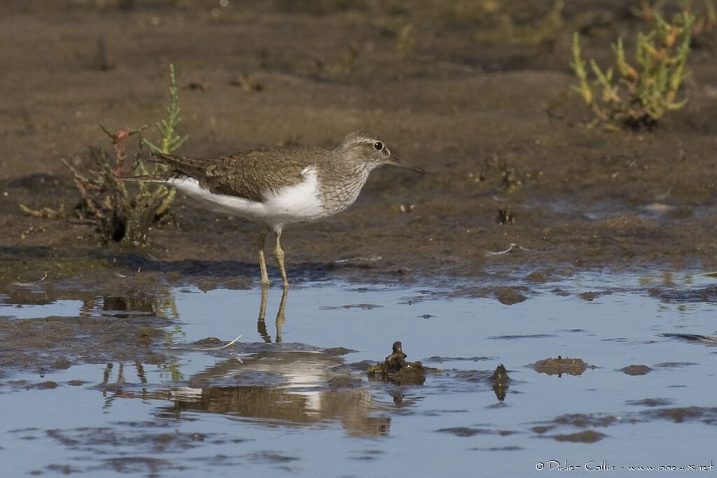 Common Sandpiper