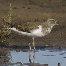 Common Sandpiper