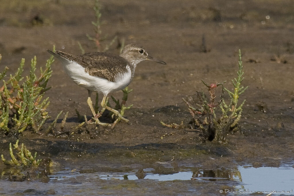 Common Sandpiper