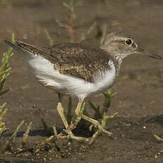 Common Sandpiper