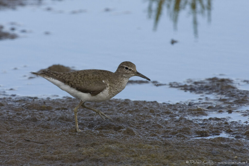 Common Sandpiper