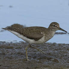 Common Sandpiper